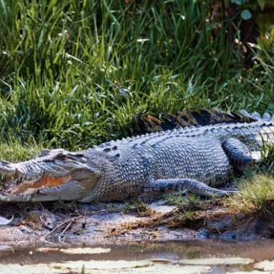 A saltwater crocodile resting on a river bank, it's scales blending into the surrounding environment